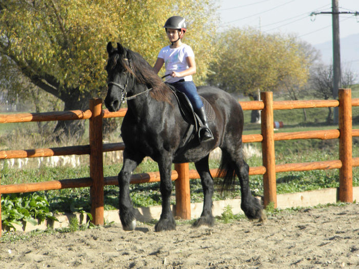 CHANNEL IAPA FRIESIAN - VANZARI CAI 2