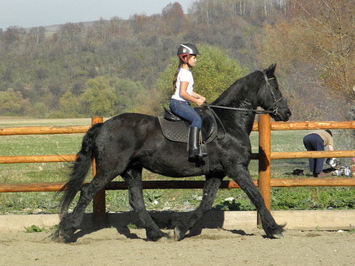 CHANNEL IAPA FRIESIAN - VANZARI CAI 2
