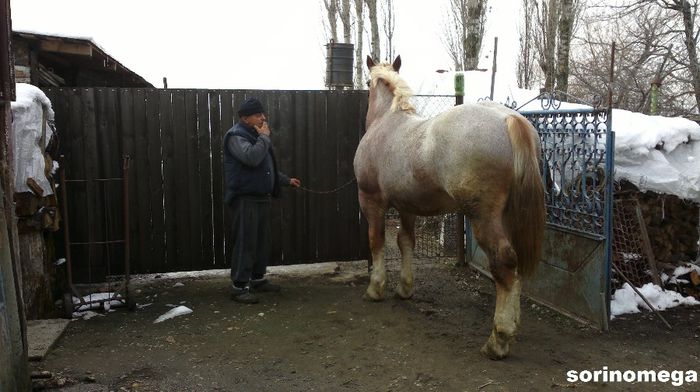 voicu 1 an si 6 luni