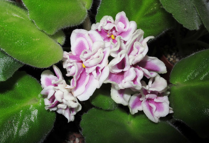 LE Tantsovshitsa - Violete