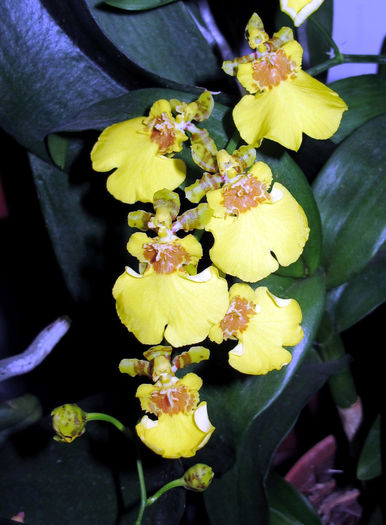 IMG_1704 - Reinfloriri orhidee 2013