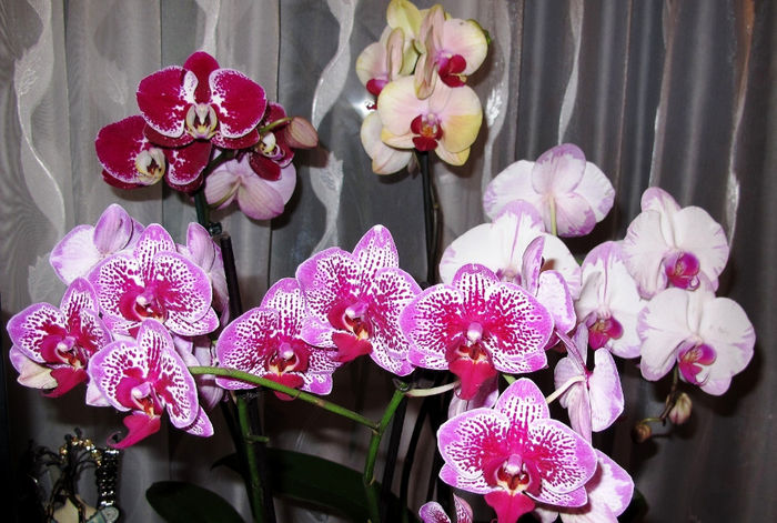 IMG_1709 - Phalaenopsis