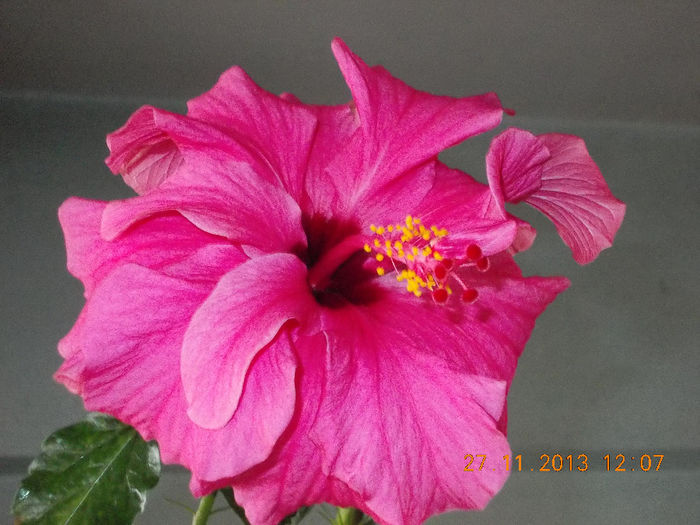 1 decembrie 2013-flori 019