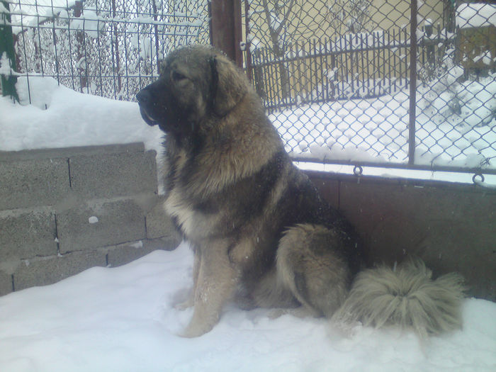 BRUNO - 2-PAZA DIN CURTE