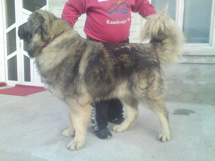 BRUNO - 2-PAZA DIN CURTE