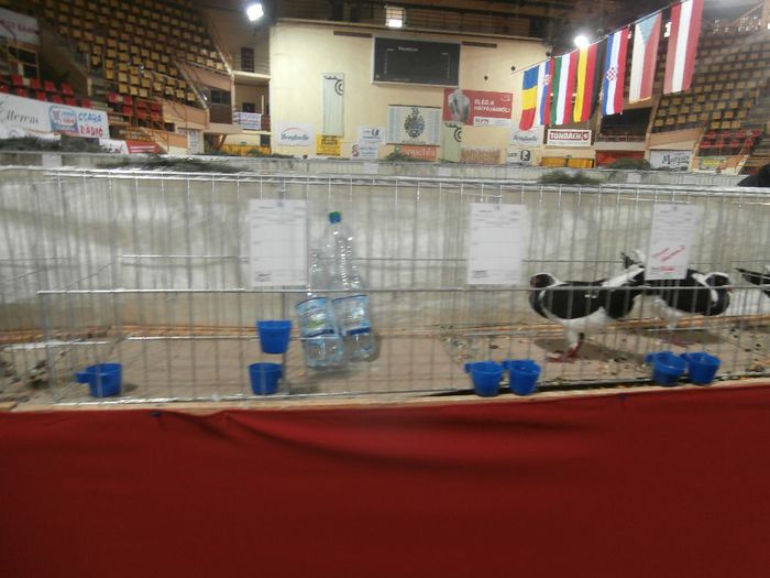 PB300275 - S- Expozitie Bekescsaba Ungaria 2013