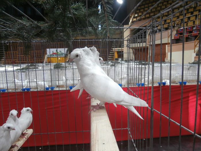 PB300293 - S- Expozitie Bekescsaba Ungaria 2013