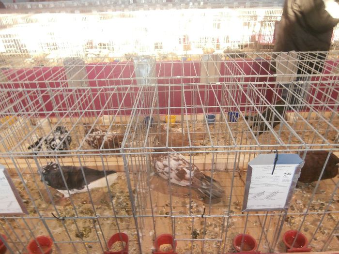 PC010494 - S-  Expozitie Nationala Sannicolau Mare 2013