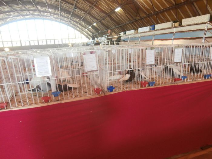 PC010564 - S-  Expozitie Nationala Sannicolau Mare 2013