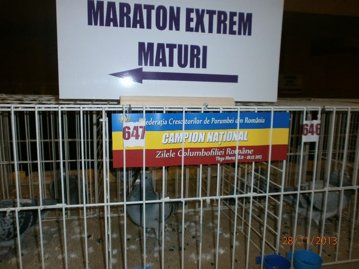 Loc 1 Maraton Extrem Nicola Sorin - Dolj 1 - Expo Targu Mures 2013