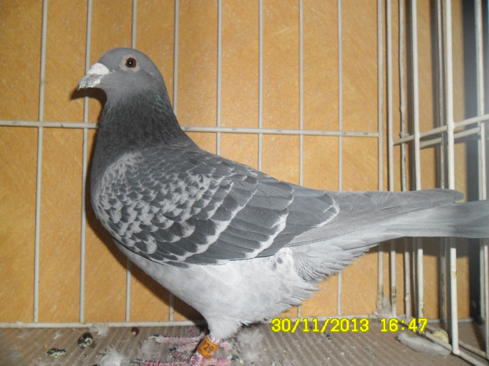 SAM_0800