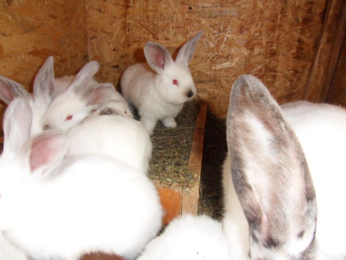 SDC11759 - primul cuib U T