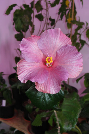 hibiscus Blue Toy