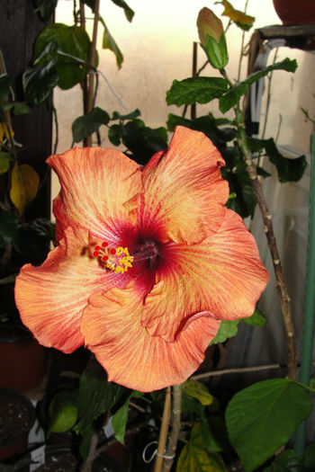 hibiscus Mahogani Star