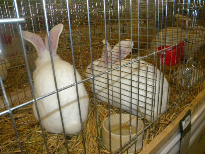 445 - POZE EXPOZITIE NITRA 23-11-2013
