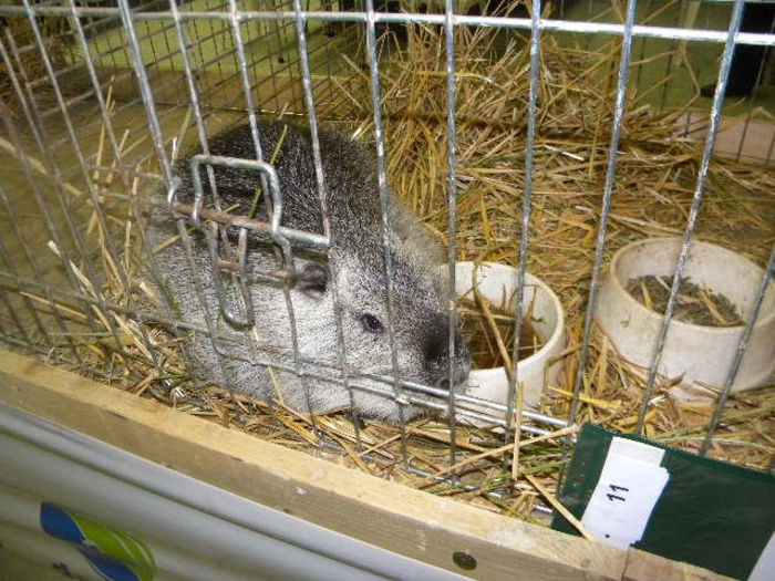 485 - POZE EXPOZITIE NITRA 23-11-2013