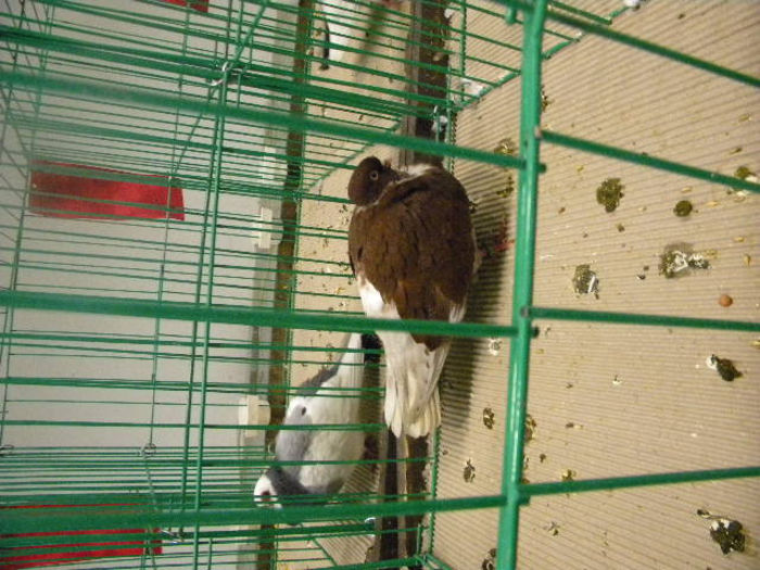 553 - POZE EXPOZITIE NITRA 23-11-2013