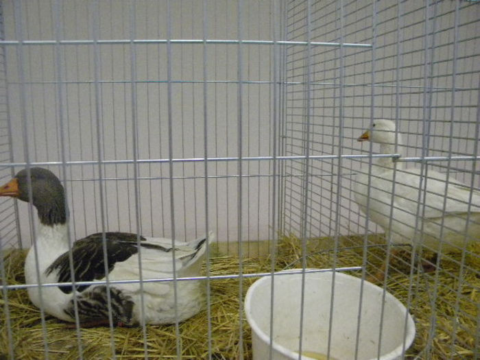 563 - POZE EXPOZITIE NITRA 23-11-2013