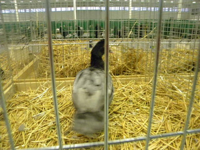 564 - POZE EXPOZITIE NITRA 23-11-2013