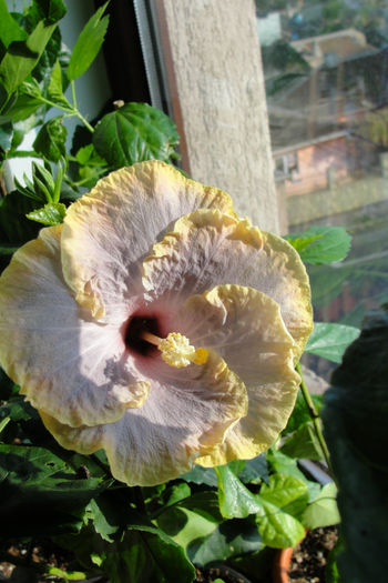 hibiscus Creole Lady