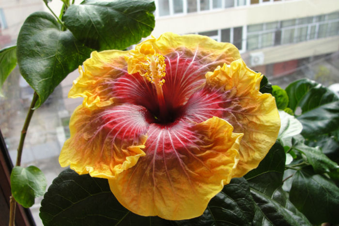 hibiscus Jolanda Gommer
