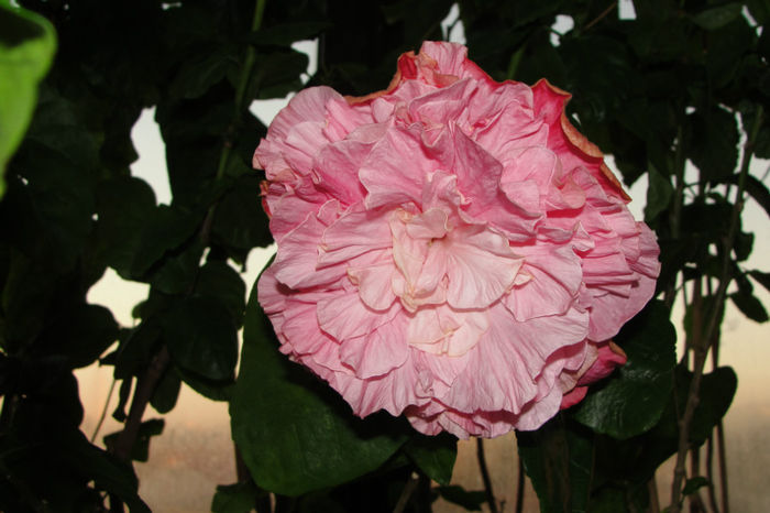 hibiscus  Sweet Pink