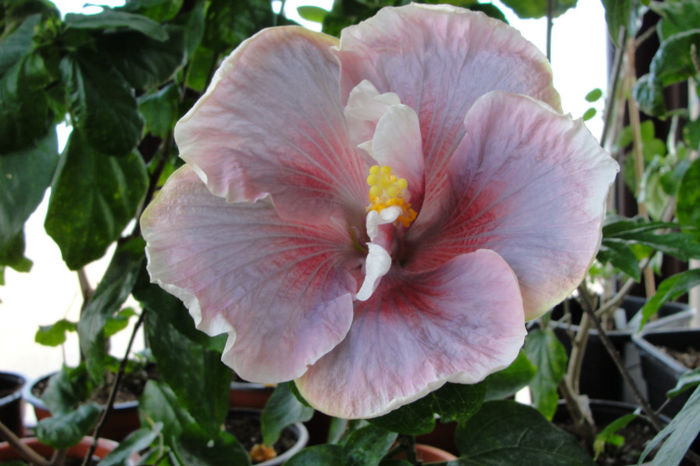 hibiscus Timeless Treasure