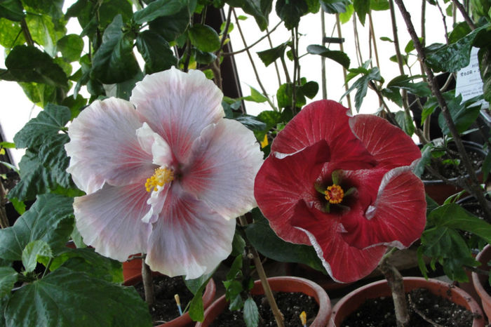 hibiscus Dragons Breath