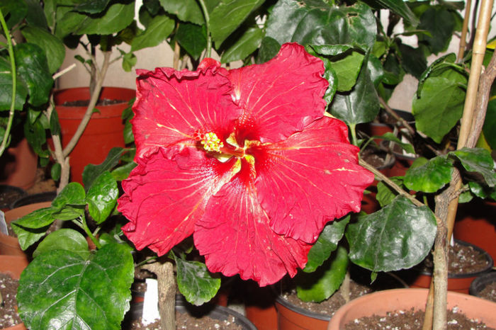 hibiscus garden Delight