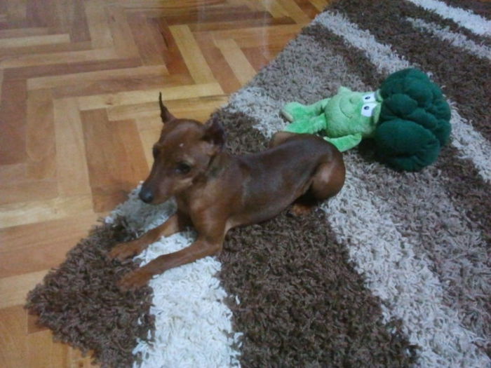 2013-12-01 22.36.48 - pinscher pitic