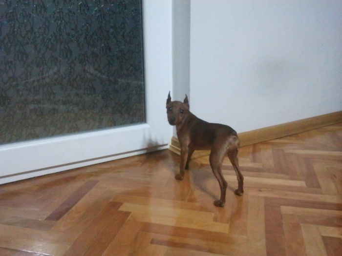 2013-12-01 22.38.29 - pinscher pitic