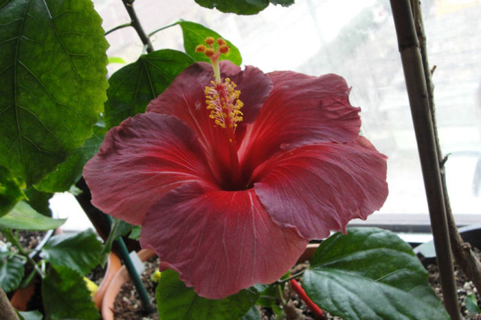 hibiscus Electric Blue