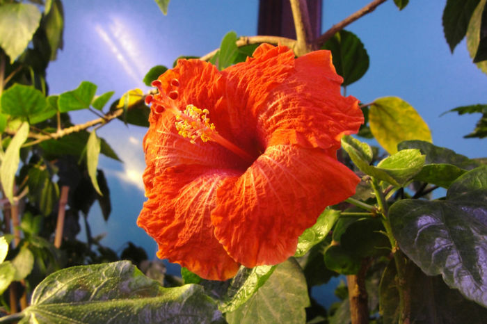 hibiscus Sparky