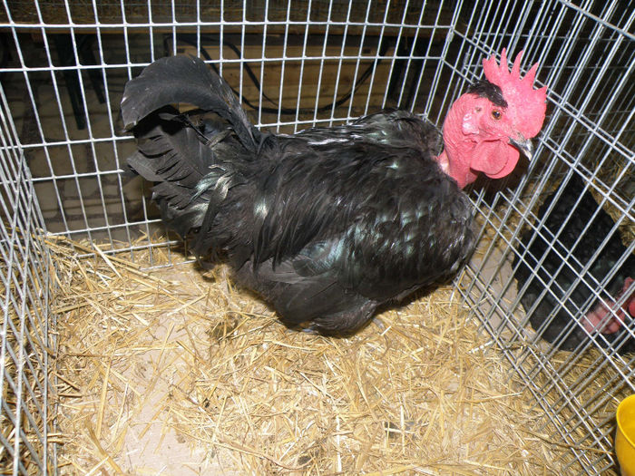 Gat Golas de Transilvania