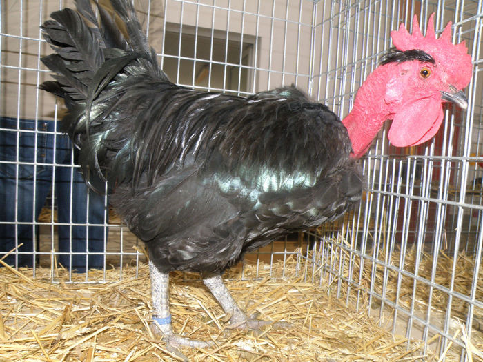 Gat Golas de Transilvania