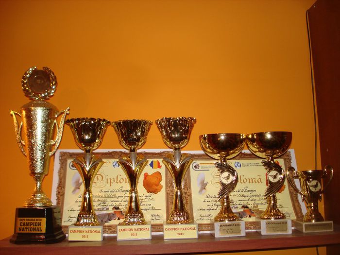 CAMPION NATIONAL 2010-2013 - VITRINA CU TROFEE