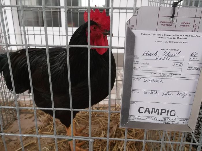 Picture 1840 - EXPOZITIE SANNICOLAUL MARE 2013