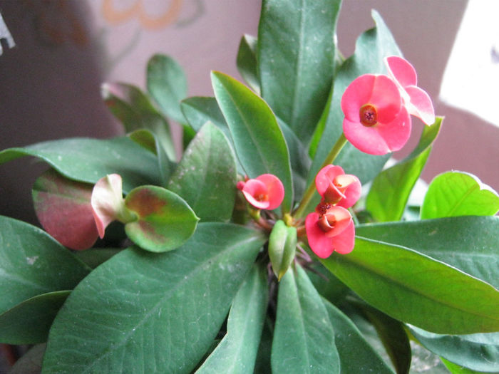 2 dec.2013 - Florile mele 2