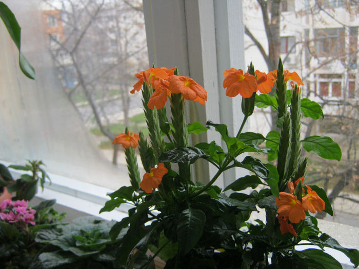 IMG_2534 - Florile mele 2