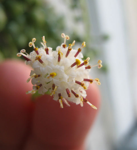 floare senecio rowleyanus...