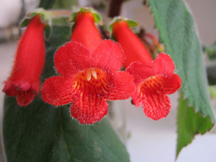 Kohleria - Florile mele 2