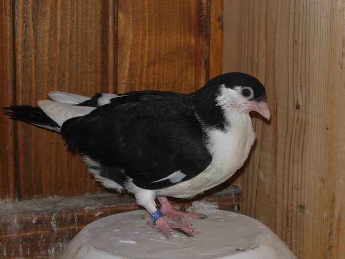 pui mascat tot capul