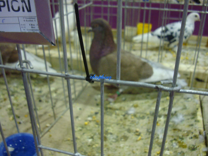 DSC08752