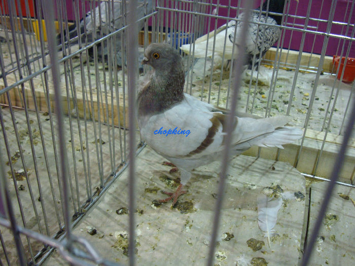 DSC08755