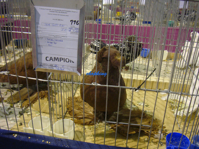 DSC08780 - u EXPOZITIA NATIONALA DE PORUMBEI PASARI SI ANIMALE MICI SANNICOLAU MARE 2013
