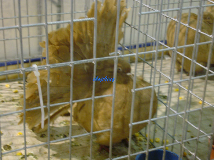 DSC08812