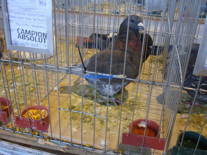 DSC08878