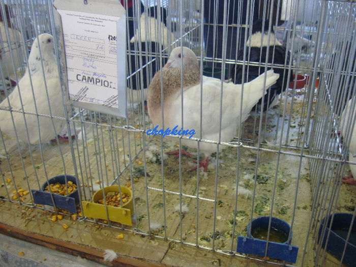 DSC08887