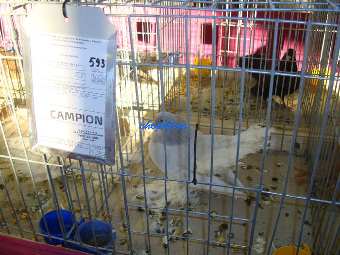 DSC08960