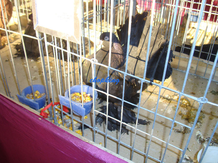 DSC08964